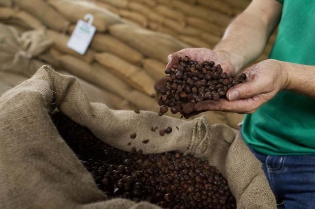 En la imagen, semillas de café molido en una hacienda en Maues, en el este de Manaus, Brasil. El Gobierno de Brasil estimó que la cosecha de café para este año sería similar a la del 2014, que estuvo golpeada por una sequía, y pronosticó un clima normal durante marzo, aliviando las preocupaciones por más pérdidas en el mayor productor mundial del grano. REUTERS
