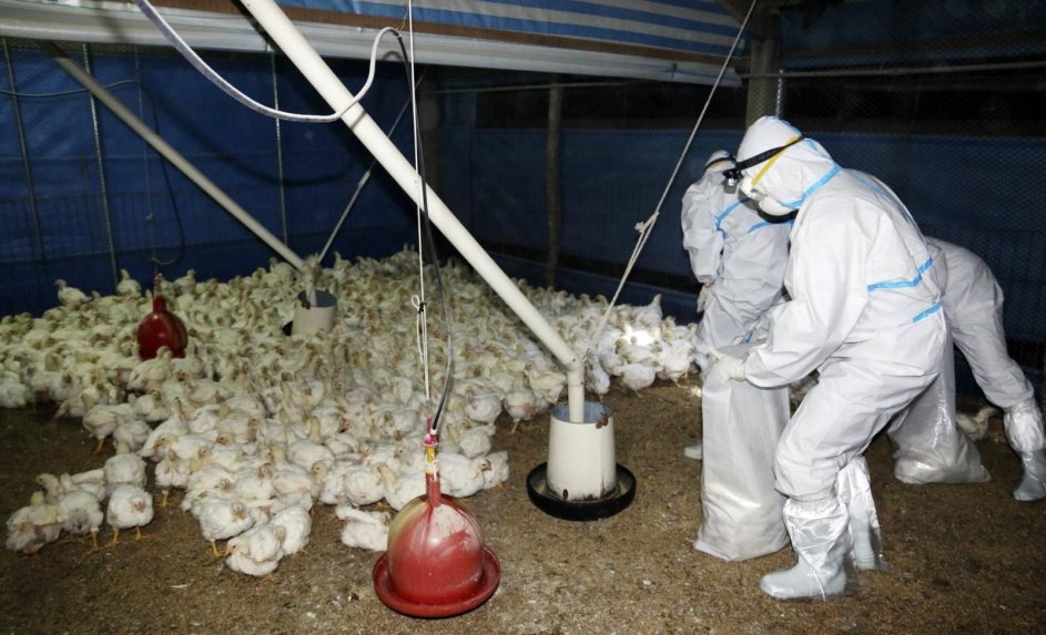 Alemania establece un equipo de crisis ante nuevos brotes de gripe aviar