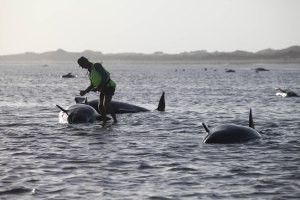 Mueren 140 ballenas varadas en una playa de Nueva Zelanda