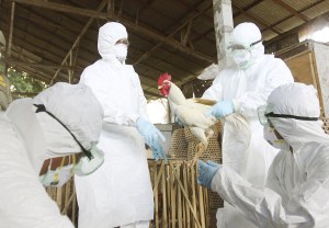 Gripe aviar se extiende por Taiwán y causa fuertes subidas de precios