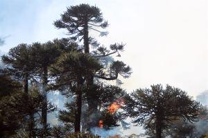 Feroces incendios provocan desastre ecológico en el sur de Chile