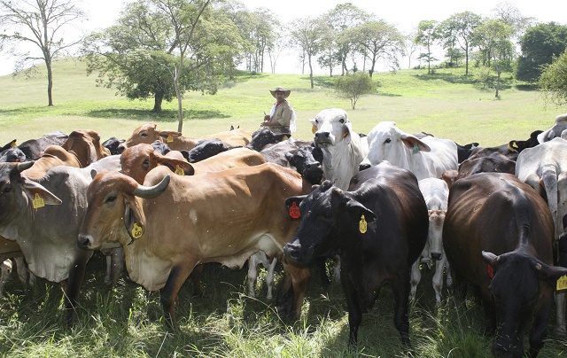 Productores en Barinas exigen al régimen de Nicolás Maduro seguridad en ganadería (VIDEO)