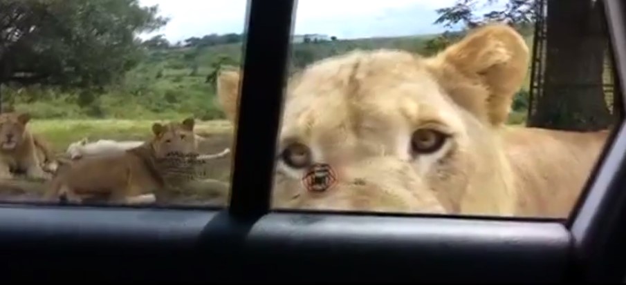 ¡Palo de susto! En pleno safari leona abrió la puerta de un carro (Video)