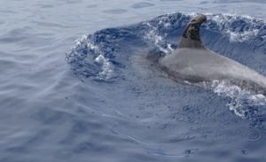 Encuentran al primer delfín impregnado de petróleo (Foto)