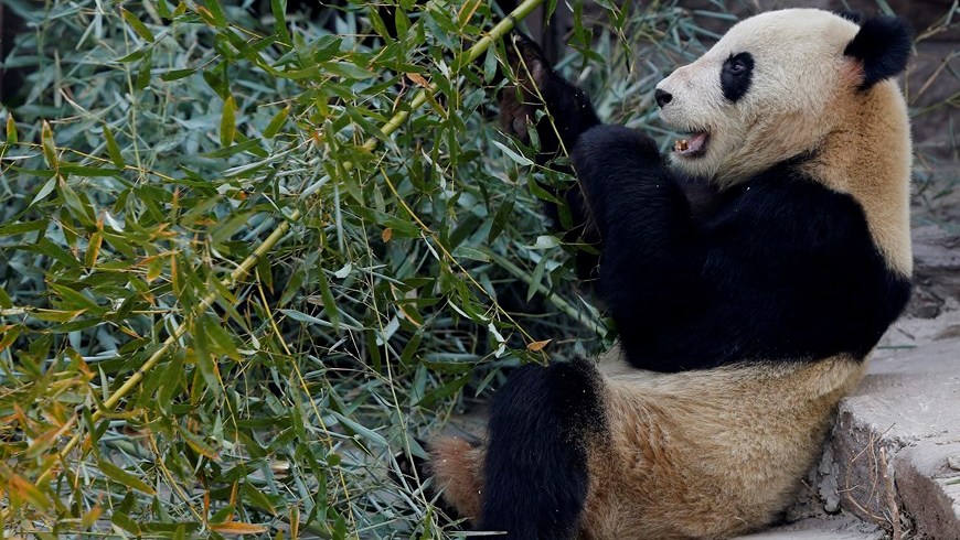 Muere un quinto panda gigante en China por el virus del moquillo