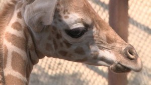 México busca nombre para una jirafa (Video)