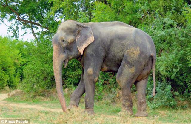 Un elefante mata a su guía y huye con tres turistas en Tailandia