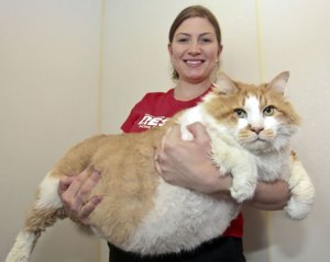 Garfield se quedó en pañales: Enormes gatos que no hacen nada con su vida