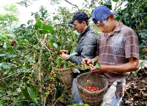 Venezuela compra café a Nicaragua con enormes sobreprecios