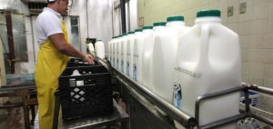 Ganaderos reciben 369 millones de bolívares en créditos para producción de leche