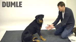 Mirá cómo reaccionan estos perros cuando desaparecen su galleta por arte de magia (Videos)