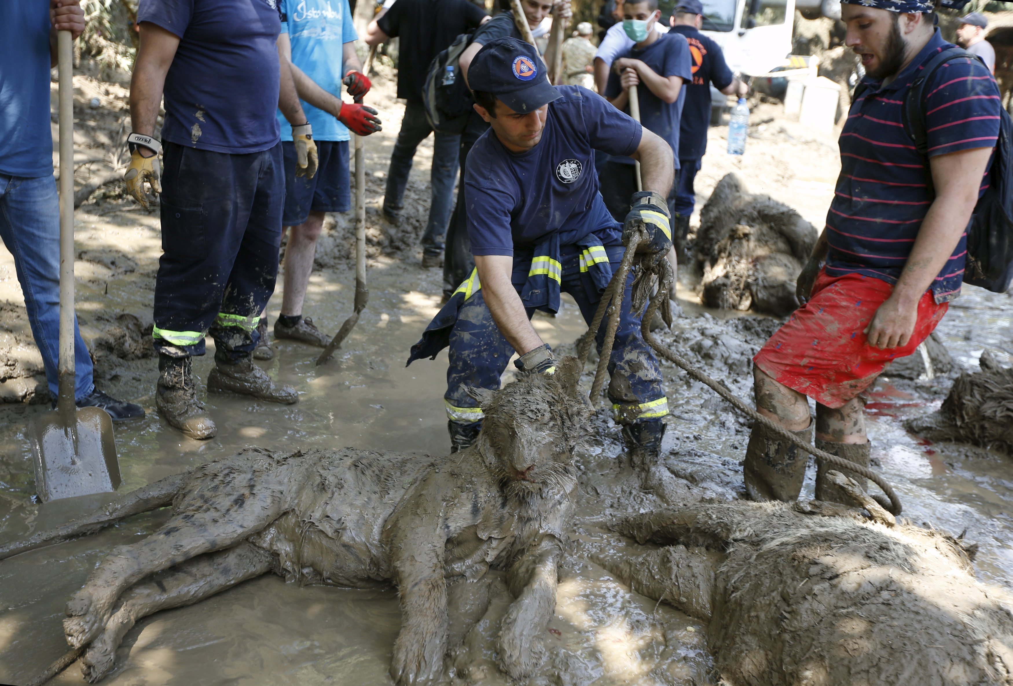 Hallan muertos a todos los leones y tigres de zoológico de Tiflis