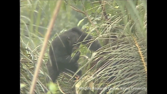 A los chimpancés les gusta el alcohol (Video)