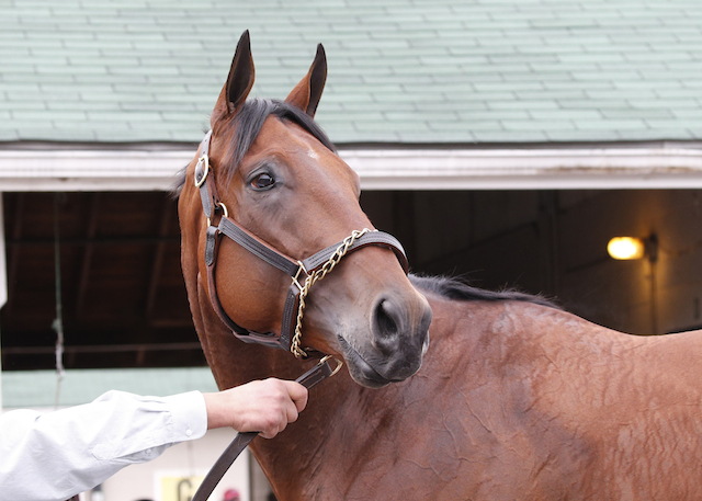 American Pharoah buscará la inmortalidad en el Belmont Stakes