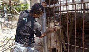 Zoológico de Lima sacrificó animales para alimentar a otros