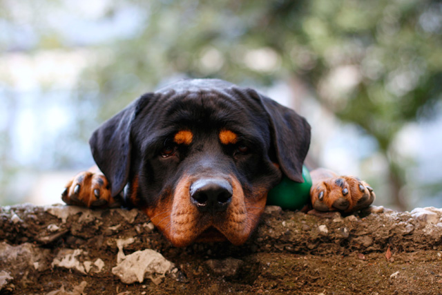 Un rottweiler cuidó a un bebé abandonado y le salvó la vida