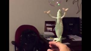 Este camaleón si sabe divertirse atrapando burbujas de jabón (VIDEO)