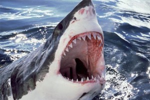 Un tiburón mata a un pescador de vieiras en Australia