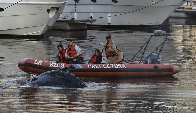 Guían hacia aguas abiertas a una ballena varada en un dique de Buenos Aires (Fotos)