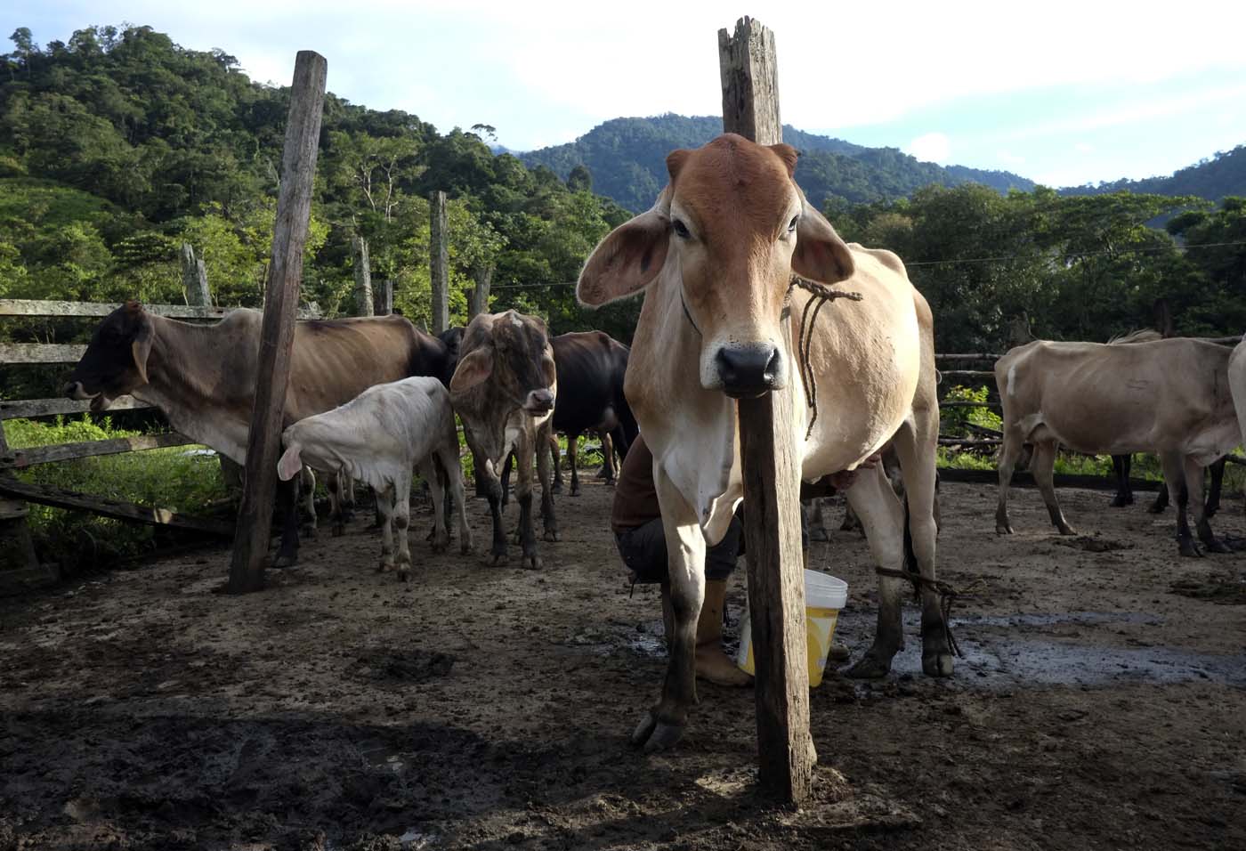 Productores agropecuarios del Táchira preocupados por amenazas de invasiones a fincas
