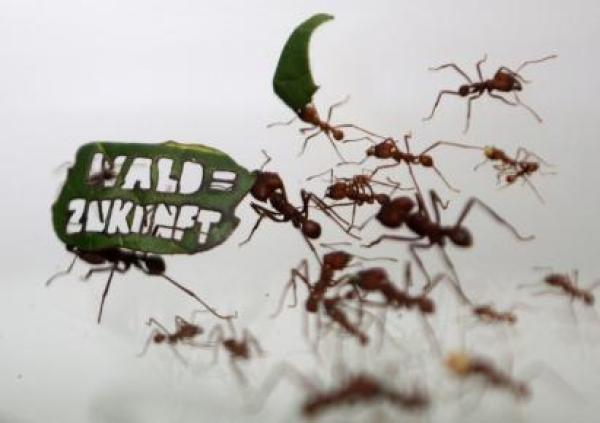 Ants carry a leaf with a slogan reading "Forest = Future" at the zoo in Cologne