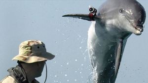 Hamás dice haber capturado un delfín espía de Israel