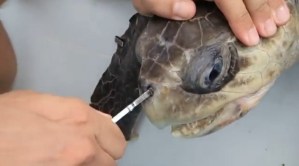 Sufrimiento de tortuga por pitillo en nariz llama a reducir uso de plástico