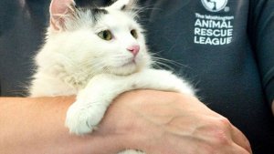 Gato salvó a su familia humana al alertarlos sobre incendio