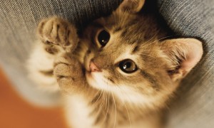 Si amas a los gatos debes conocer estas 25 curiosidades