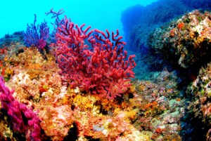 Científicos buscan cómo preservar la biodiversidad caribeña
