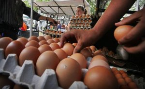¡No alcanza! Avicultores señalan que subsidio de Bs. 250 para producción de huevos es insuficiente