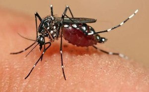 Confirman primer caso de Zika en Bolivia