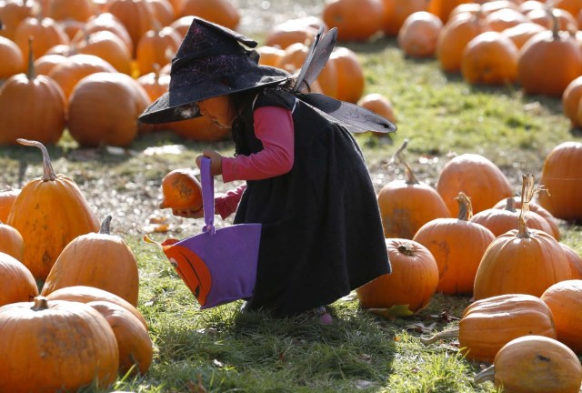 Dressed as a witch, Krizia Magdua plays with pumpkins in the pumpkin patch ahead of Halloween at Crockford Bridge Farm at Addlestone near Woking, Britain October 26, 2015. REUTERS/Luke MacGregor SEARCH - MOST POPULAR INSTAGRAM - FOR ALL 25 IMAGES