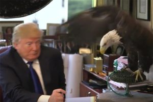Ni el ave nacional de Estados Unidos quiere a Donald Trump: El águila calva que casi lo deja calvo (VIDEO)