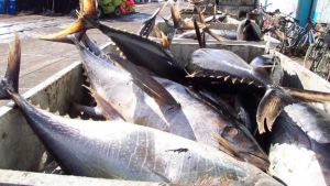 Sindicatos denuncian que empresa estatal estaría involucrada en sobreprecios del atún