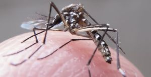 Fiebre, conjuntivitis y sarpullido, los síntomas que alertan la presencia del zika en las regiones del país