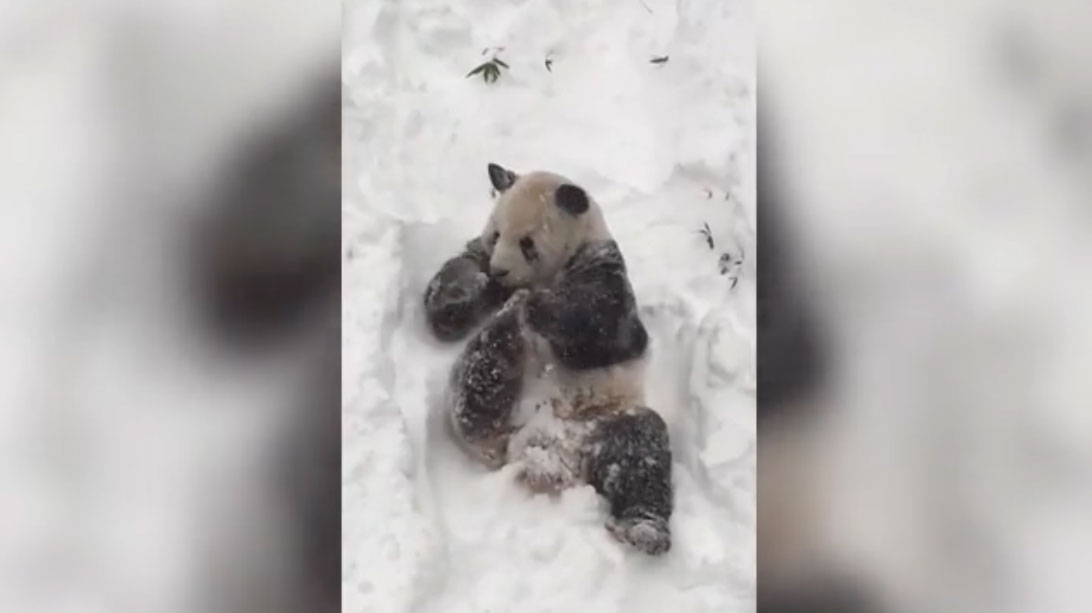 El panda de Washington DC adora la nieve (video)