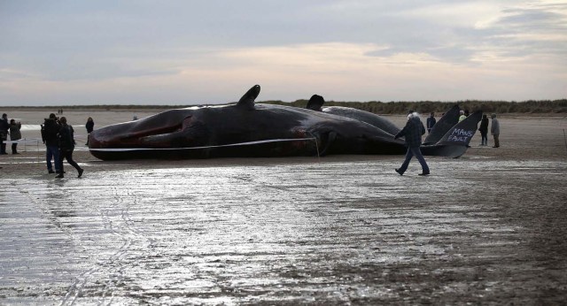 Two sperm whales lie on the sand after being washed ashore at Skegness beach in Skegness, Britain January 25, 2016. Three dead sperm whales washed up in Skegness on the weekend, local media reported. REUTERS/Andrew Yates
