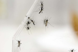 Casos de dengue en Venezuela aumentaron 93% en 2022, según ONU