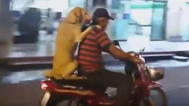 En Video: El perro parrillero que causa sensación en redes sociales