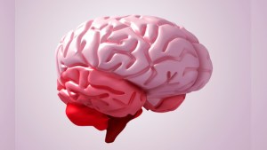El cerebro de quienes nacieron prematuramente envejece antes