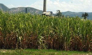 Cañicultores siguen esperando nuevo precio del azúcar