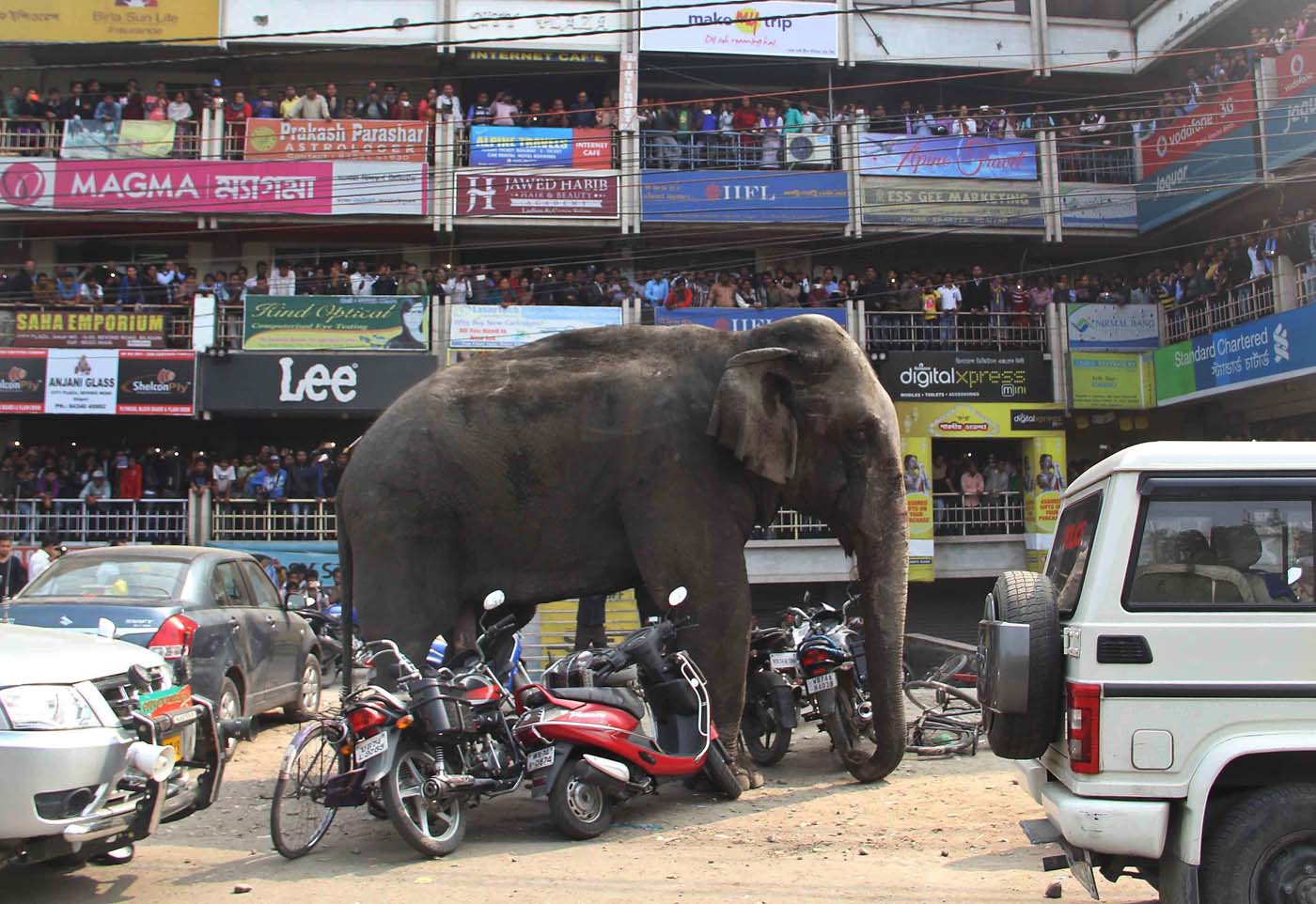 Una elefanta salvaje destrozó casas, motos y carros en India (fotos)