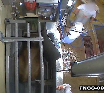Comienza juicio en Francia a empleados de matadero por maltrato a animales