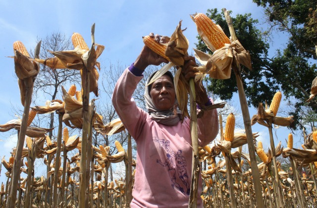 Un granjero cosecha de maíz en Ngawi, provincia de Java Oriental de Indonesia, 23 de Febrero, 2016, esta imagen tomada por Antara Foto. agencia de obtención de estado de Indonesia Bulog sólo se importará 200.000 toneladas de maíz en el primer trimestre, por debajo de las indicaciones anteriores, el gobierno aportaría hasta 600.000 toneladas, dijo un ejecutivo de la compañía el jueves. Fotografía tomada 23 de febrero de 2016. REUTERS / Aribowo Sucipto / Antara