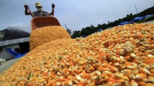 Venmaíz espera por ajuste de precio de harina precocida