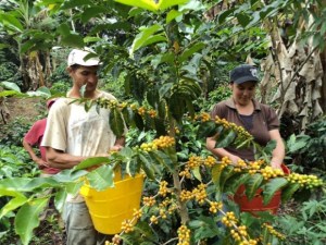 Paparoni: Nuevos precios del café benefician única y exclusivamente al Gobierno