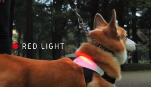 Ahora podrás saber cuál es el humor de tu mascota con un nuevo dispositivo (VIDEO)