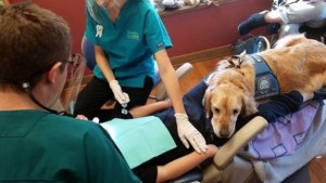 FOTOS: Este es Jojo, el perro que ayuda a los niños a relajarse con el odontólogo