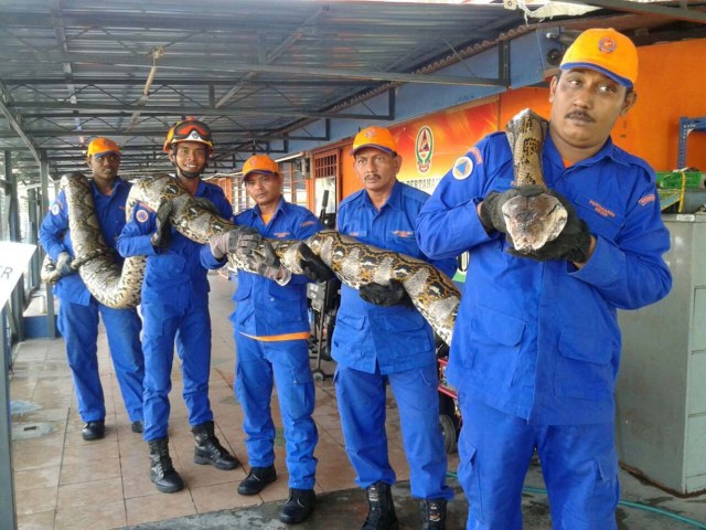 MAL01 PENANG (MALASIA) 11/04/2016.- Fotografía facilitada por la Fuerza de Defensa Civil de Malasia que muestra una serpiente pitón capturada en Penang, Malasia, hoy, 11 de abril de 2016. El animal, de ocho metros y 250 kilos de peso, podría ser la más grande del mundo hallada hasta el momento. EFE/Defensa Civil Malaysia MEJOR CALIDAD POSIBLE. SOLO USO EDITORIAL. PROHIBIDO SU VENTA